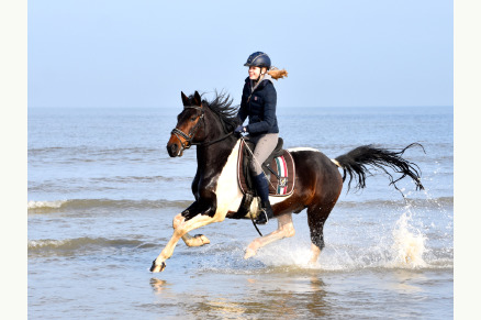 4-persoons woning op manege vlakbij strand op ponyhof Aagtekerke VMP096